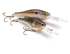 Rapala Shad Rap RS