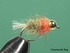 Złotogłówka Chartworth Bug