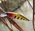 Manyfik Twitch Trout