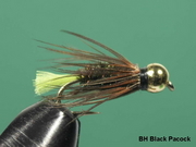 Złotogłówka BH Black Pacock